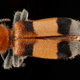 Illustration for article titled Macrophotographs of insects to melt your face